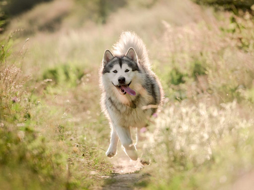 Mounds Lamb & Rice Dog Food Formula | Madison Pet Store